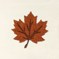 Fall Icon
